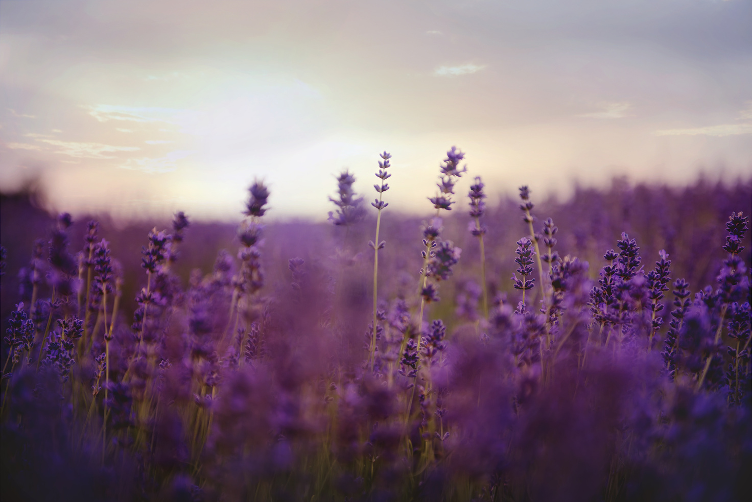 Lavender Flower Field On Bloom